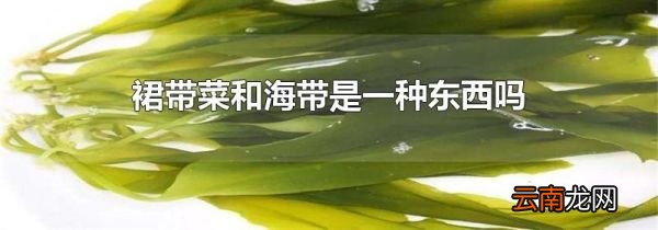 裙带菜和海带是一种东西吗