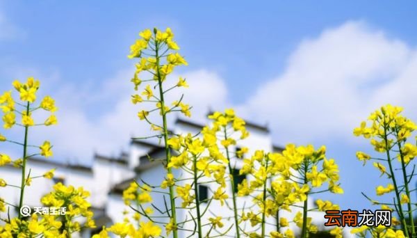 长寿花养殖方法 长寿花养殖方法与技巧