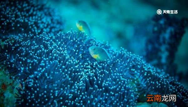 珊瑚是不是生物 珊瑚是生物吗
