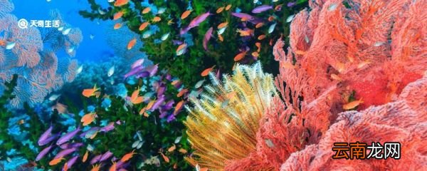 珊瑚是不是生物 珊瑚是生物吗