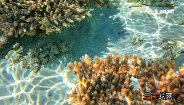 珊瑚是不是生物 珊瑚是生物吗