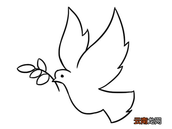 白鸽简笔画三步完成 白鸽的画法三步