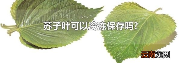 苏子叶可以冷冻保存吗?