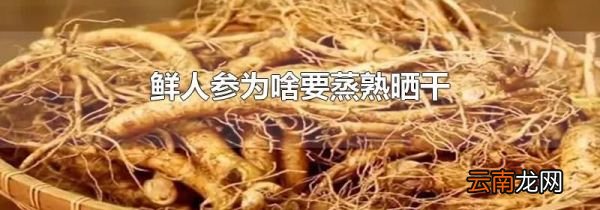 鲜人参为啥要蒸熟晒干