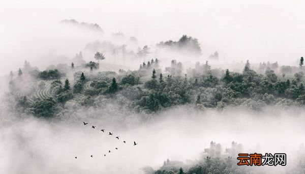 热带雨林的作用 热带雨林有什么作用