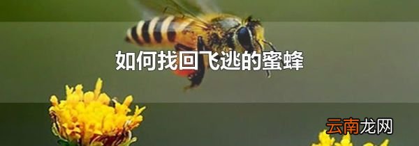 如何找回飞逃的蜜蜂