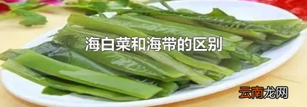 海白菜和海带的区别