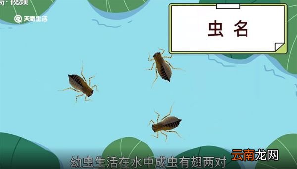蜉蝣的意思 蜉蝣的解释