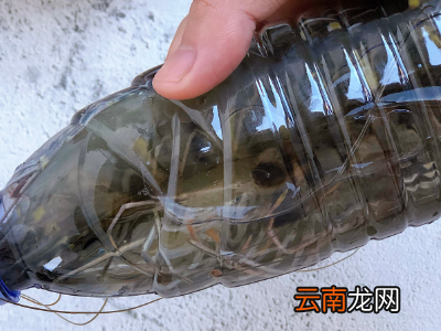 活虾怎么速冻才会保持新鲜