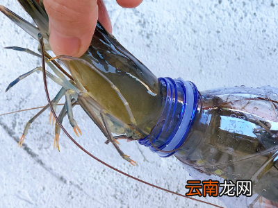 活虾怎么速冻才会保持新鲜