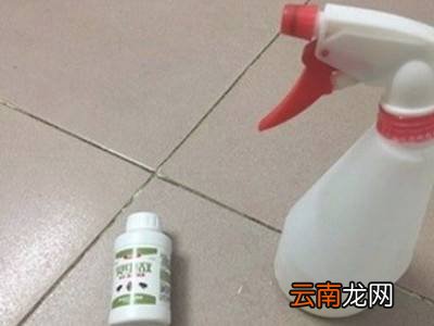 怎么杀跳蚤