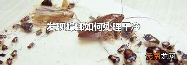 发现蟑螂如何处理干净