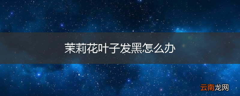茉莉花叶子发黑怎么办