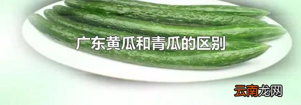 广东黄瓜和青瓜的区别