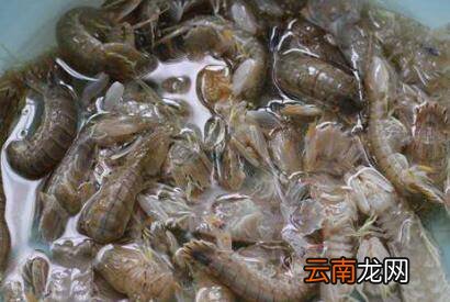 虾怎么保存到第二天