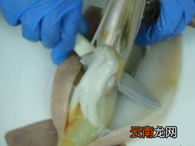 鱿鱼怎么处理方法
