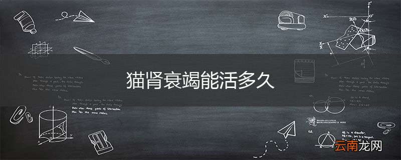 猫肾衰竭能活多久