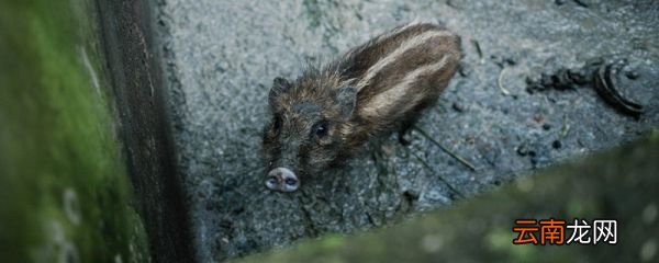 野猪怕什么如何赶野猪 赶走野猪的方法有哪些