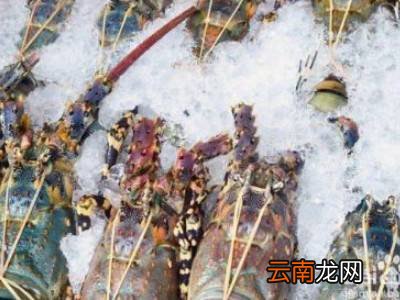 波龙如何存放