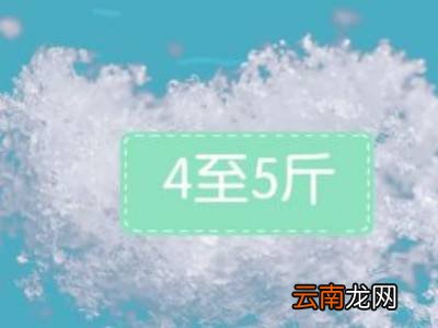 波龙如何存放