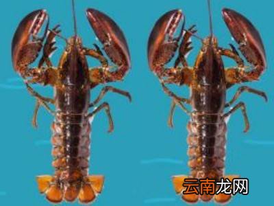 波龙如何存放