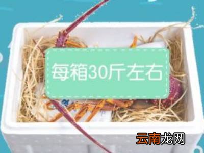 波龙如何存放
