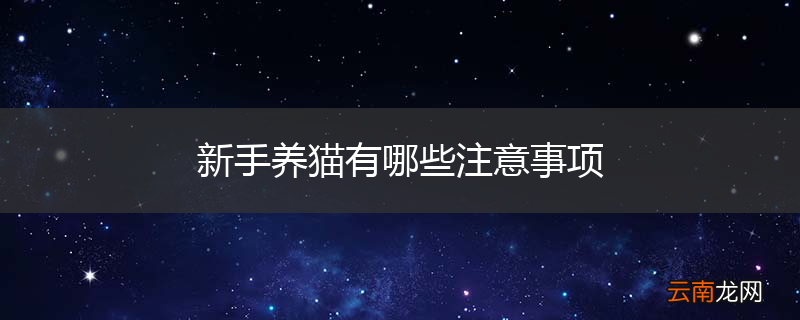 新手养猫有哪些注意事项