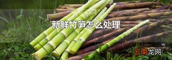 新鲜竹笋怎么处理
