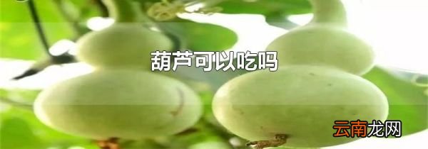 葫芦可以吃吗