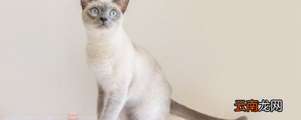 宠物怎么托运 宠物托运方法