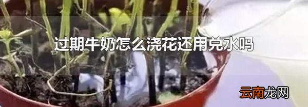 过期牛奶怎么浇花还用兑水吗