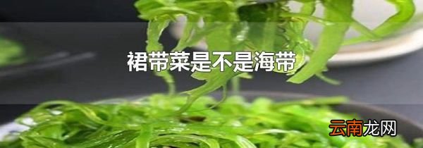 裙带菜是不是海带