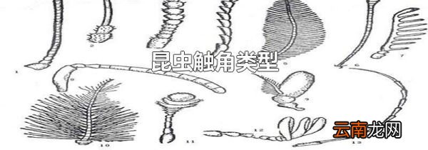 昆虫触角类型