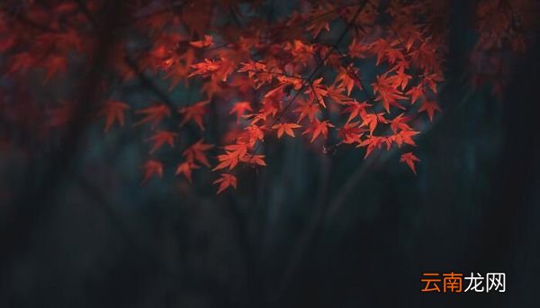 如梦令黄琬璚拼音版 如梦令晓向高楼凝望拼音