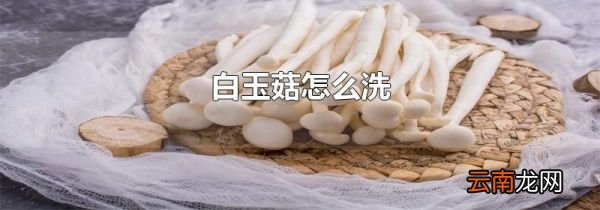 白玉菇怎么洗