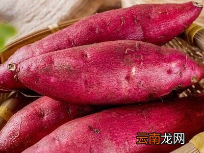 蜜薯怎么保存时间长