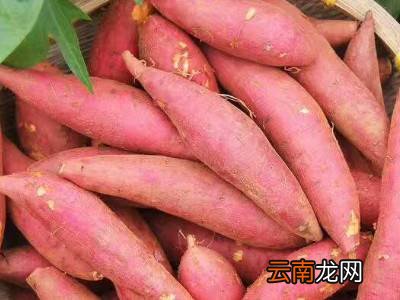 蜜薯怎么保存时间长