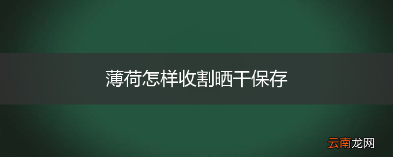 薄荷怎样收割晒干保存