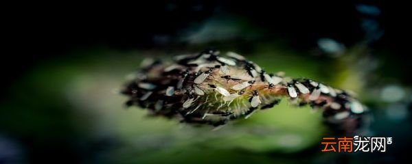 家里飞蚁怎么消灭 怎么才能消灭飞蚁