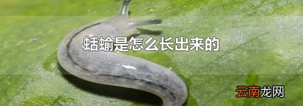 蛞蝓是怎么长出来的