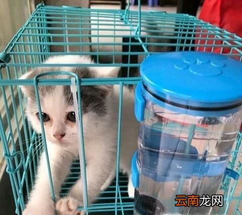 宠物怎么快递