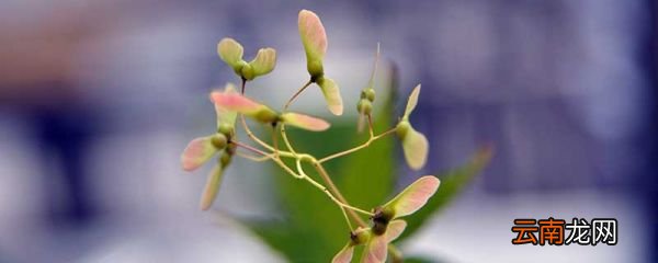 新鲜榆钱怎么处理储藏 新鲜榆钱怎么保存