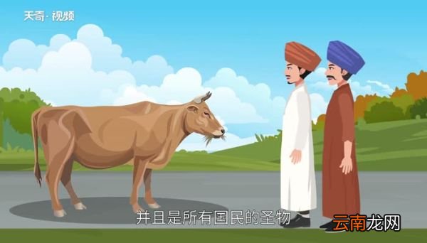 世界上牛最多的国家 世界上牛最多的国家是哪个国家