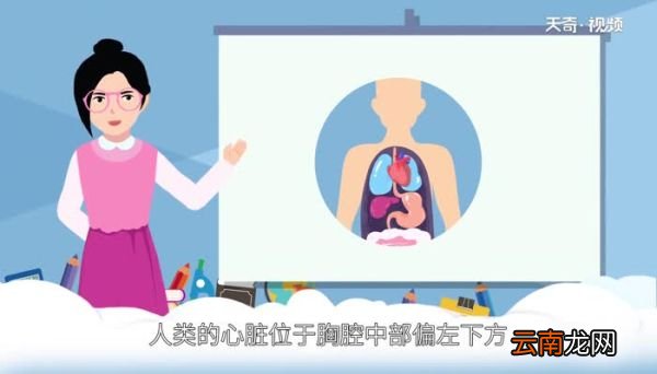 心脏在哪边左还是右 心脏在左边还是右边