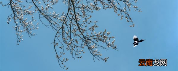 枫树上的喜鹊表达了我对喜鹊的什么之情 枫树上的喜鹊主要内容是什么