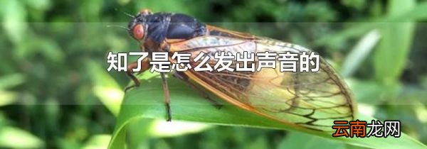 知了是怎么发出声音的