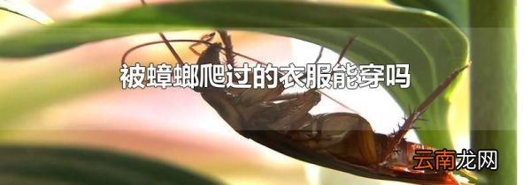 被蟑螂爬过的衣服能穿吗