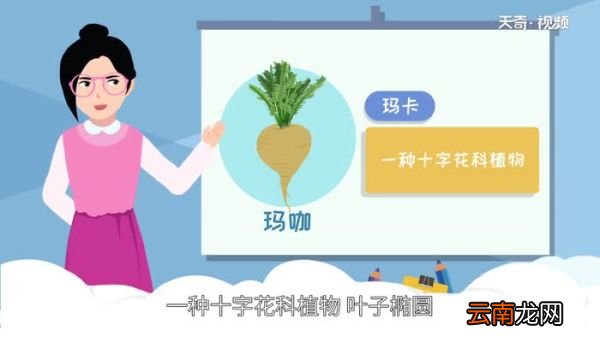 玛咖是什么 什么是玛咖