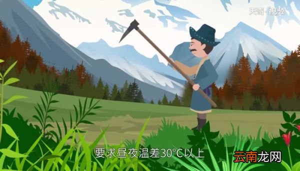玛咖是什么 什么是玛咖