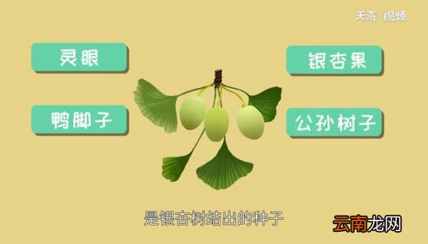 白果是什么 白果主产于哪里